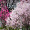 2022年3月31日　大和市の公園で桜