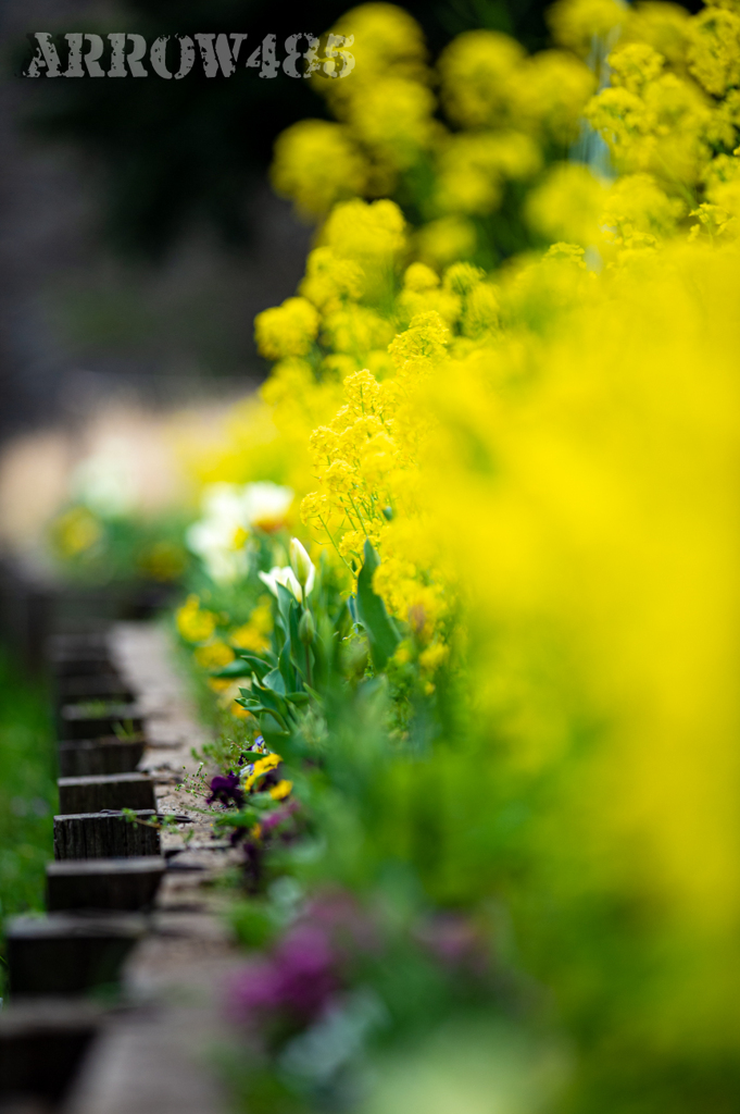 2022年3月31日　大和市の公園2