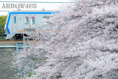 2022年3月31日　相鉄×桜4