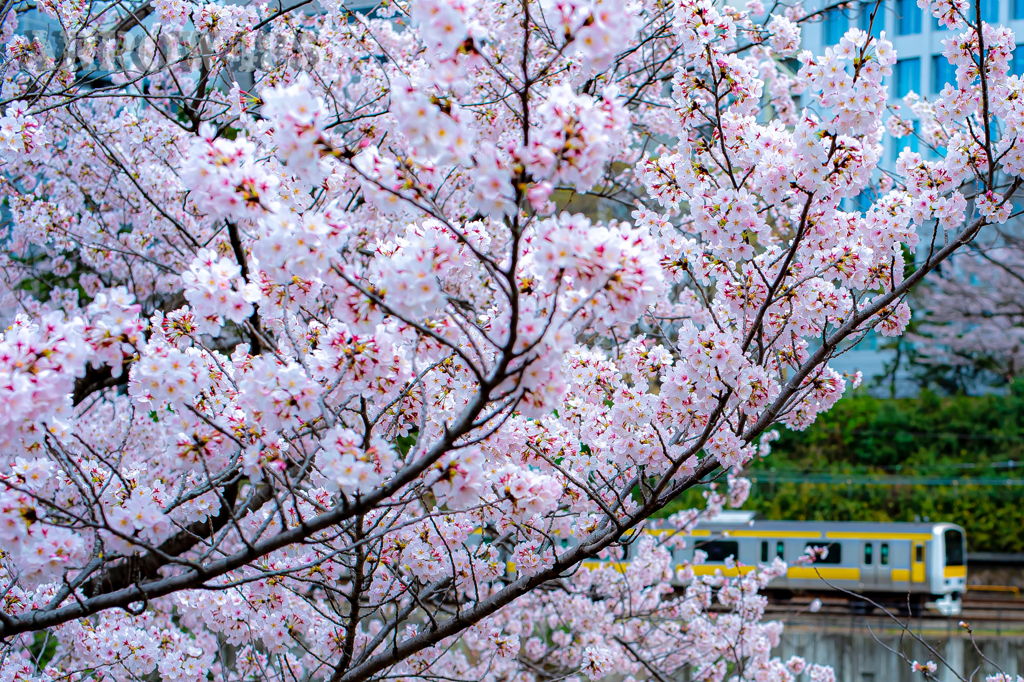 2022年3月28日　都内の桜と鉄道2