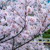 2022年3月28日　都内の桜と鉄道2