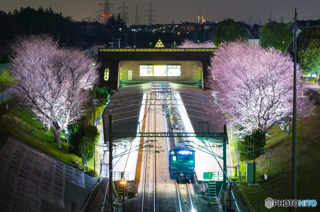 桜×相鉄×ランドマークタワー