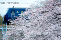 2022年3月31日　相鉄×桜2