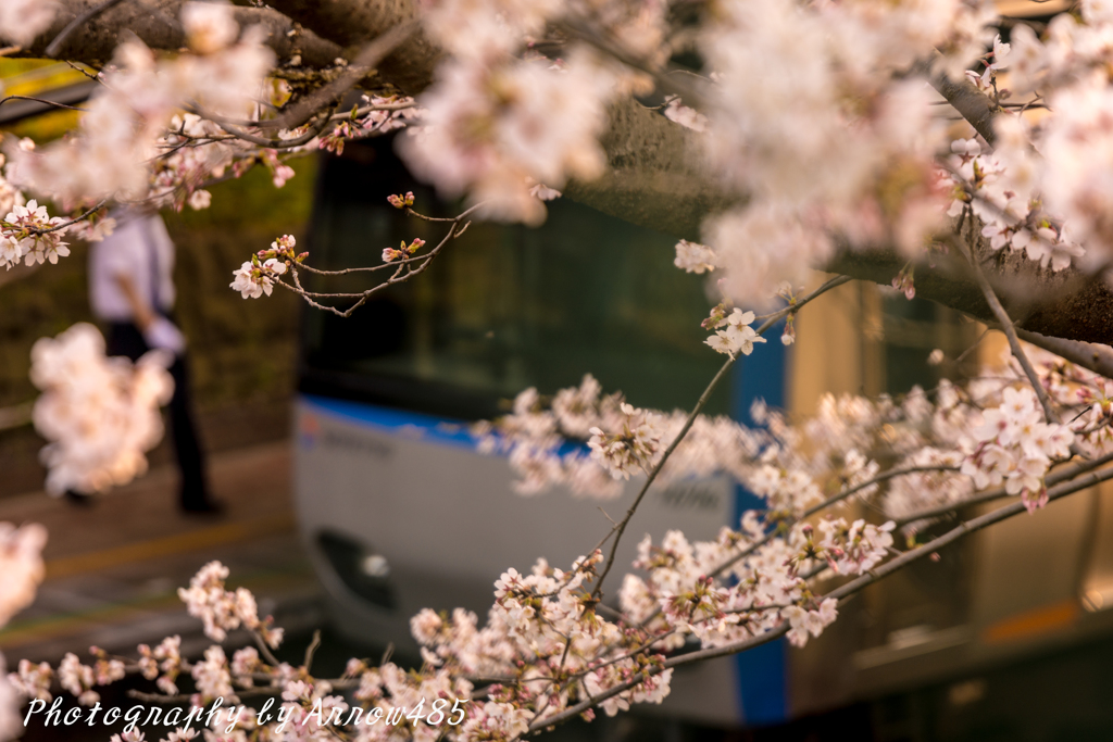 2018年3月28日　相鉄弥生台×桜