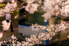 2018年3月28日　相鉄弥生台×桜