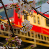 2018年3月24日　京急２０００形と桜