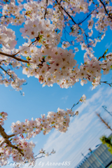 2018年3月28日　桜×青空×新幹線