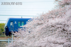 2022年3月31日　相鉄×桜5