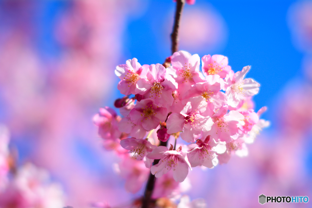 三浦海岸河津桜