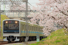 2022年3月31日　小田急×桜3