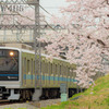 2022年3月31日　小田急×桜3