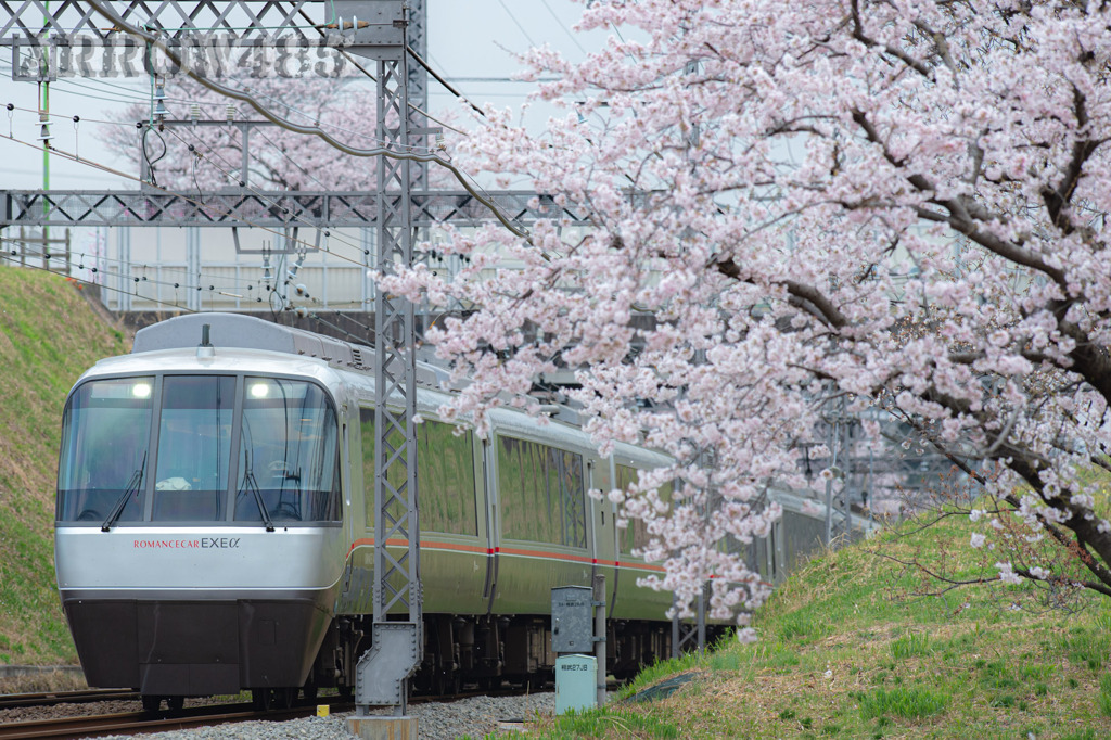 2022年3月31日　小田急×桜
