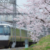 2022年3月31日　小田急×桜