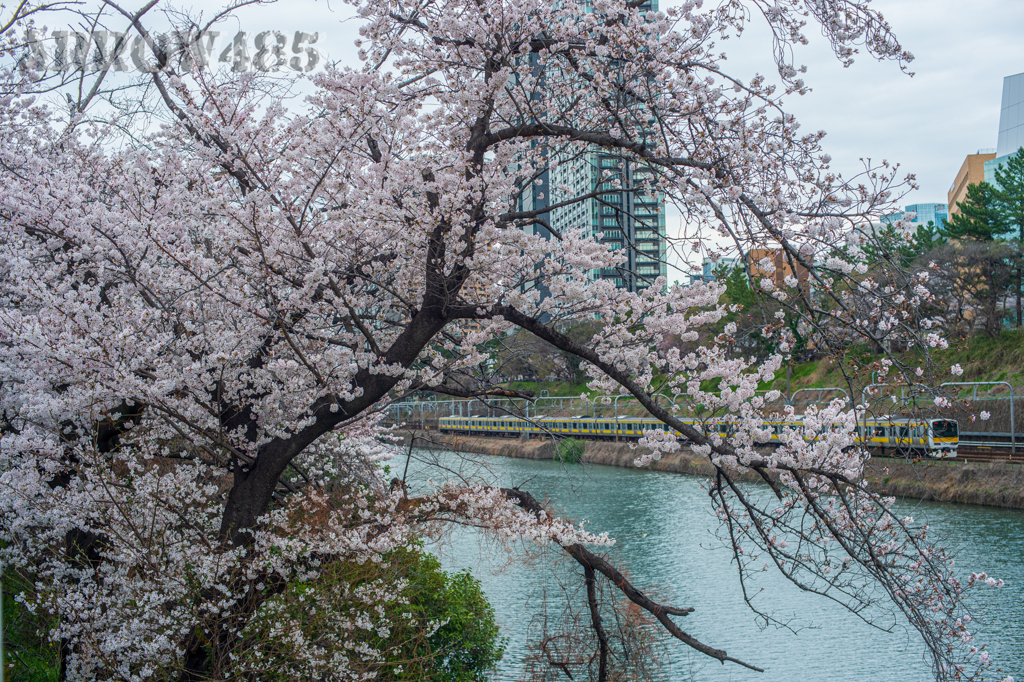 2022年3月28日　都内の桜と鉄道6