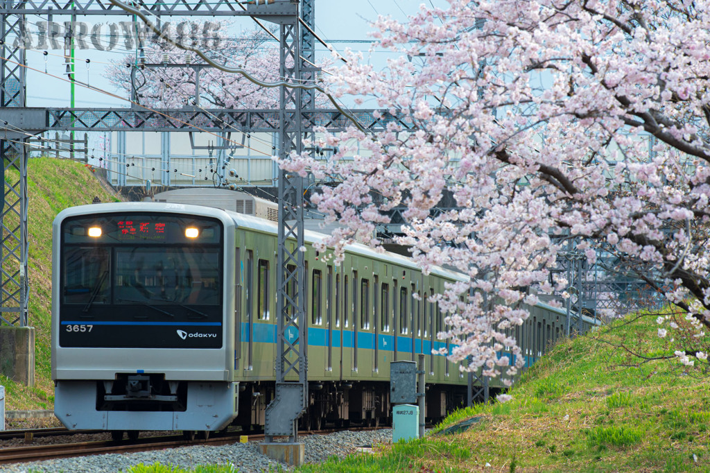 2022年3月31日　小田急×桜7