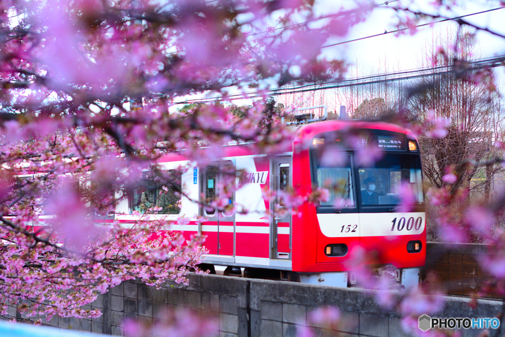 河津桜×京急