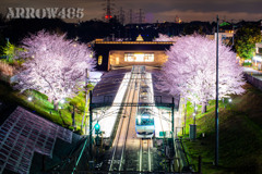 2022年3月30日　相鉄弥生台の桜2