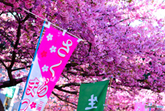 河津桜祭