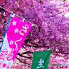 河津桜祭