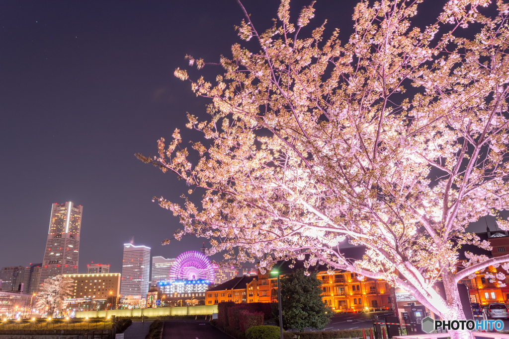 横浜の魅力と桜を無理やり詰め込んだ！