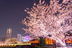横浜の魅力と桜を無理やり詰め込んだ！
