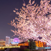 横浜の魅力と桜を無理やり詰め込んだ！