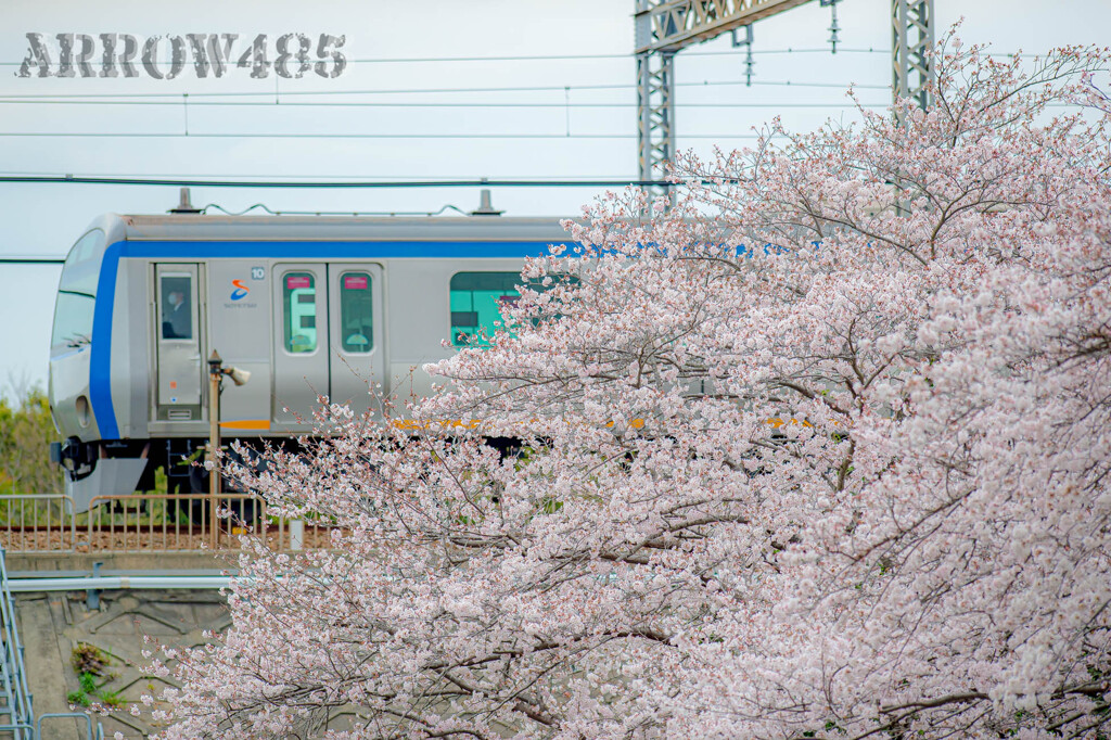 2022年3月31日　相鉄×桜
