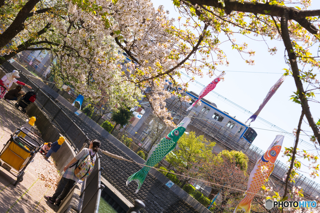 相鉄×こいのぼり×桜