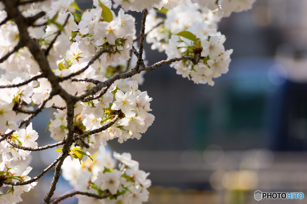 相鉄×こいのぼり×桜４