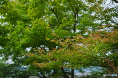 初夏の紅葉