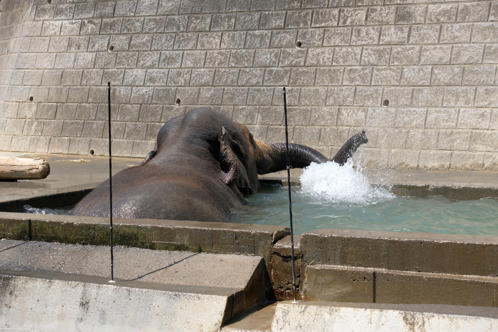 2020.8.15 多摩動物公園 アジアゾウ