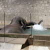 2020.8.15 多摩動物公園 アジアゾウ