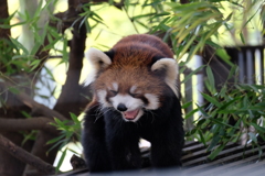 2016.11.03 上野動物園 レッサーパンダ その2