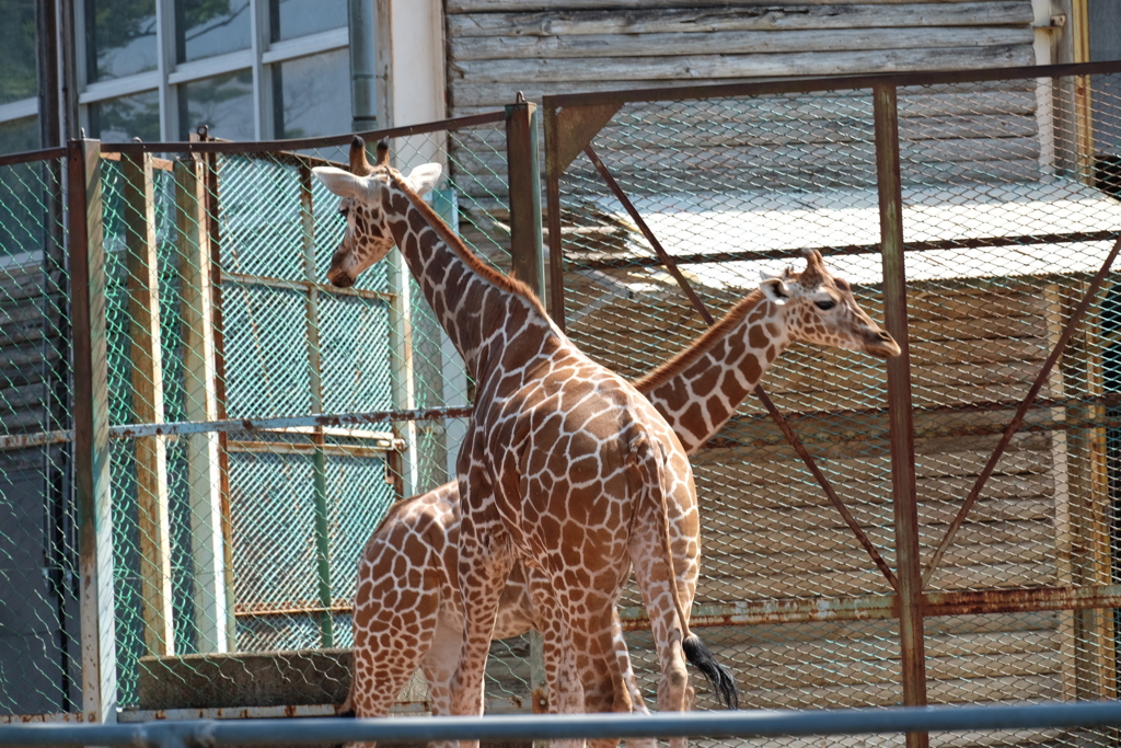 2017.06.17 埼玉県こども動物自然公園 キリン