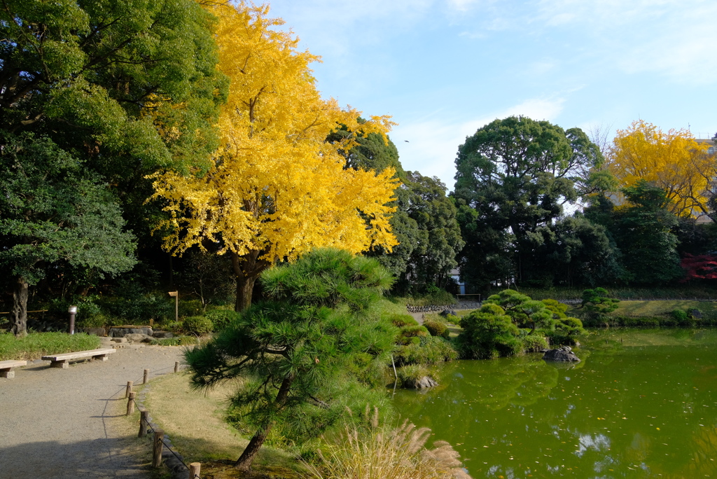 清澄庭園 2020.12.13