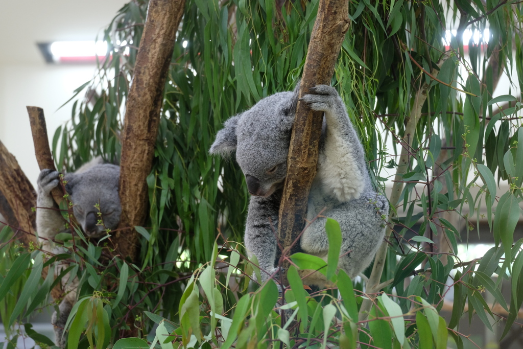 2017.06.17 埼玉県こども動物自然公園 コアラ その１