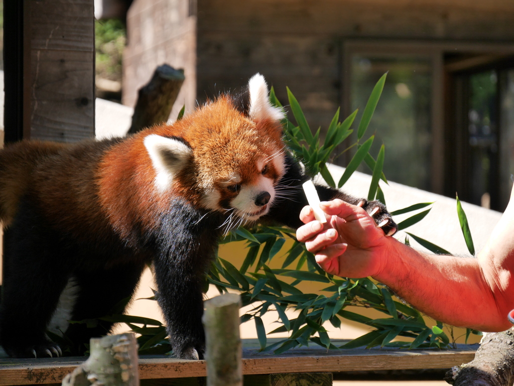 2017.09.18 千葉市動物公園 レッサーパンダ（風太） その7