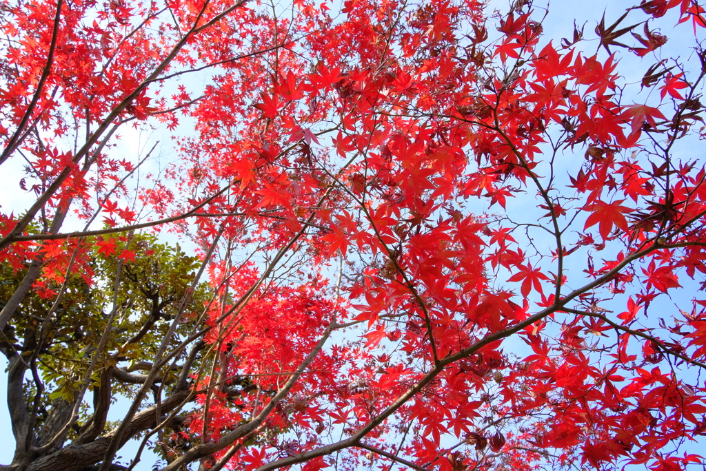 清澄庭園 2020.12.13
