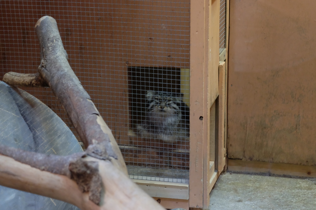 2017.06.17 埼玉県こども動物自然公園 マヌルネコ