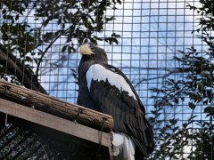 2017.01.21 上野動物園 オオワシ