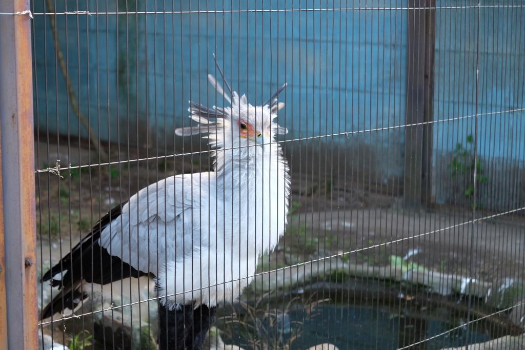 2017.11.12 上野動物園 ヘビクイワシ