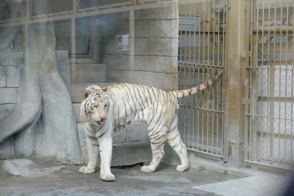 2022.1.29 東武動物公園 ホワイトタイガー