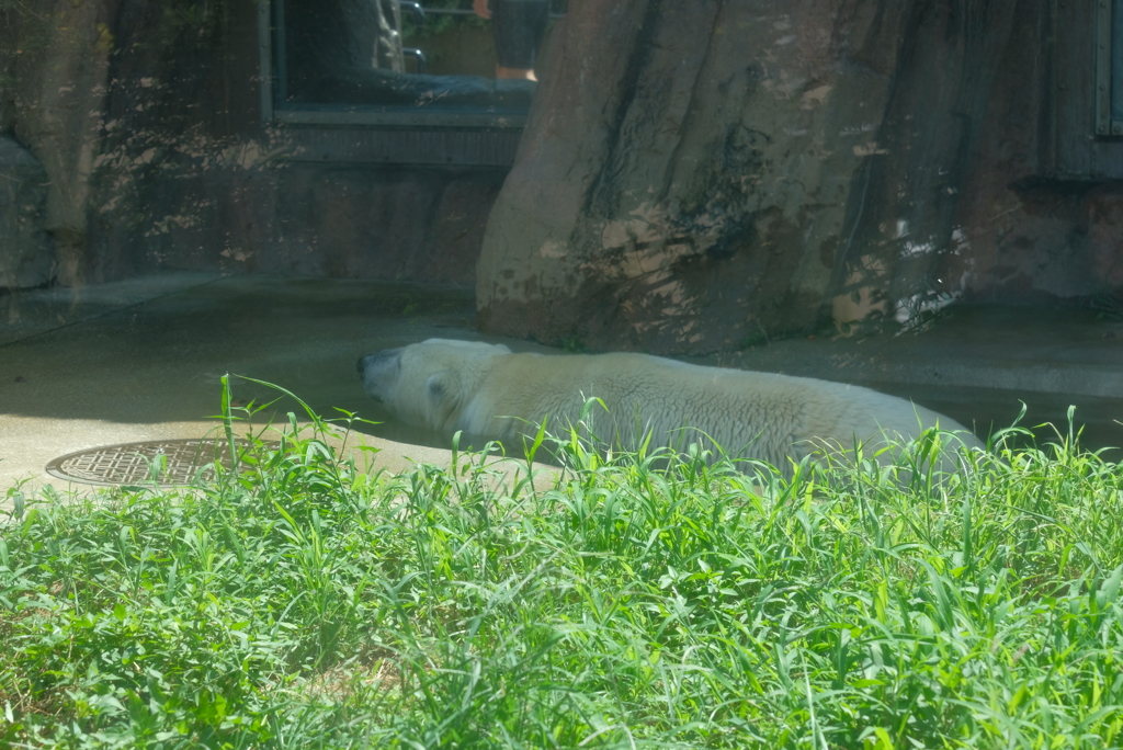2020.08.29 上野動物園 ホッキョクグマ