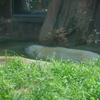 2020.08.29 上野動物園 ホッキョクグマ