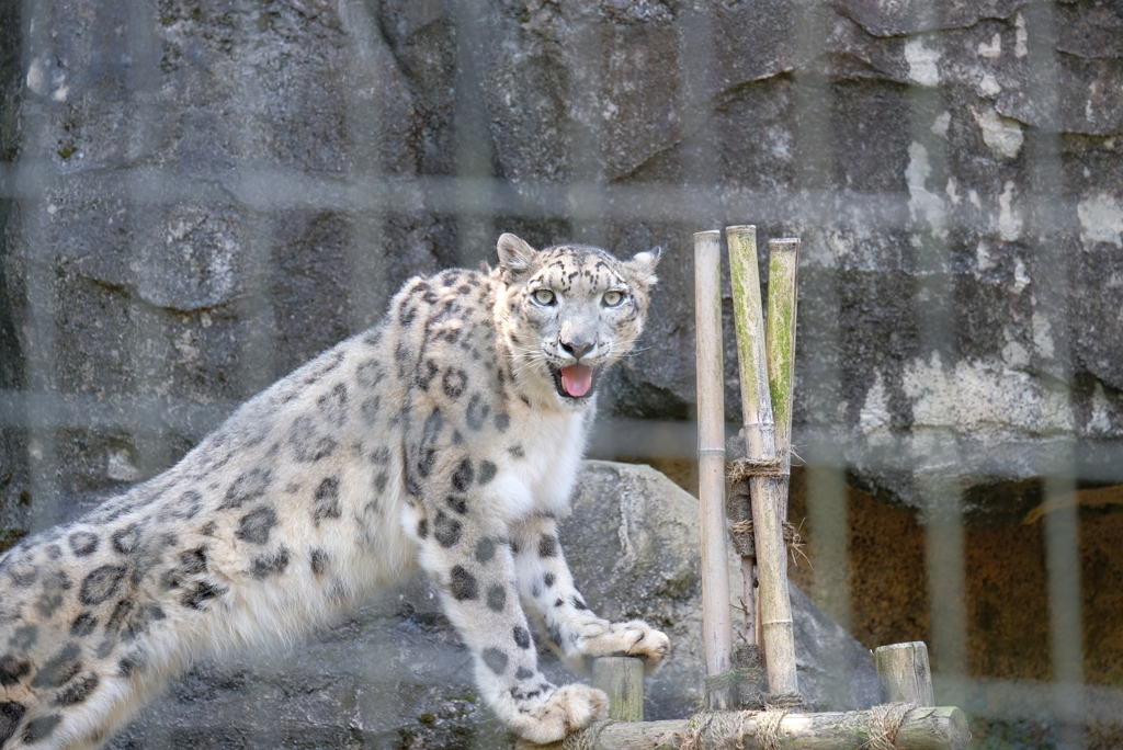 2020.8.15 多摩動物公園 ユキヒョウ