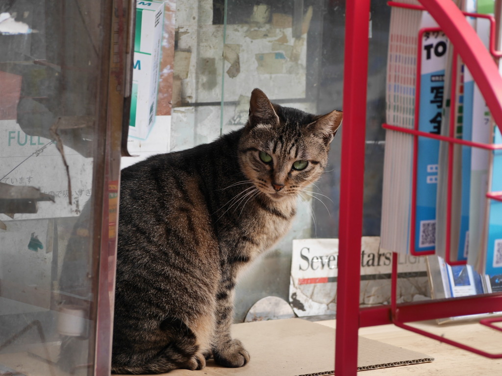まちのねこ