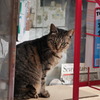 まちのねこ