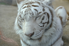 2022.1.29 東武動物公園 ホワイトタイガー