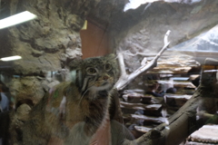 2017.06.11 上野動物園 マヌルネコ その１