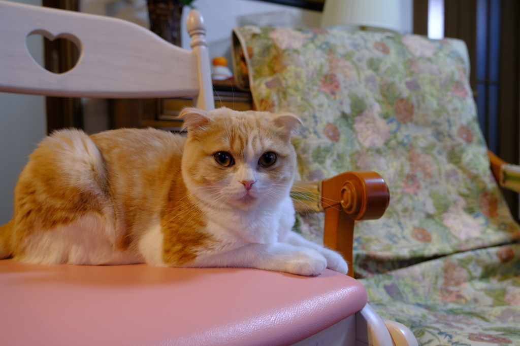 猫